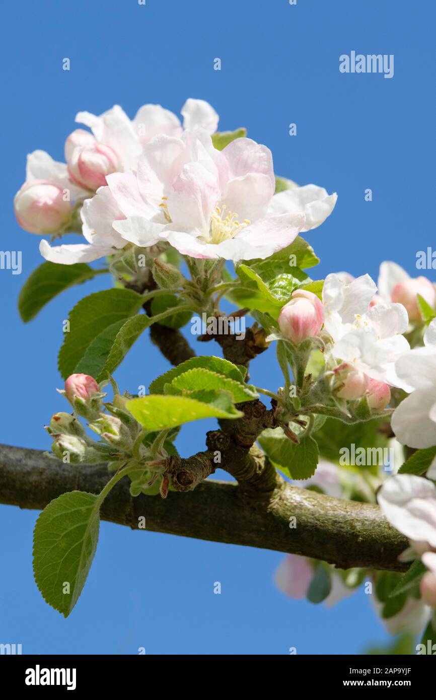 Fiore bianco della mela inglese 'bellezza di Bath', Malus domestica 'bellezza di Bath' in primavera. Sfondo blu cielo Foto Stock