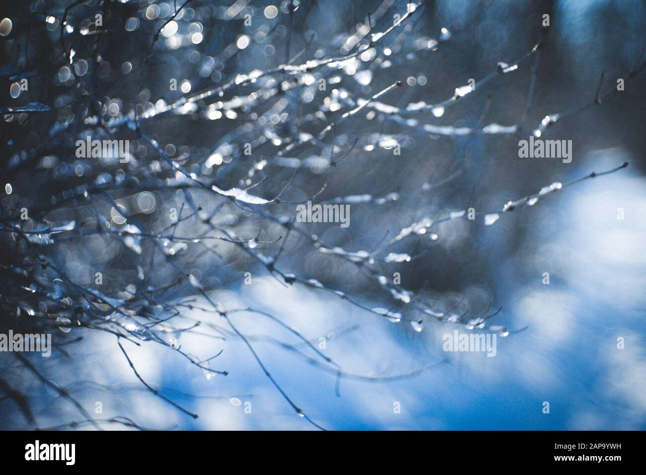sfondo sfocato della foresta nella neve con rami in ghiaccio Foto Stock