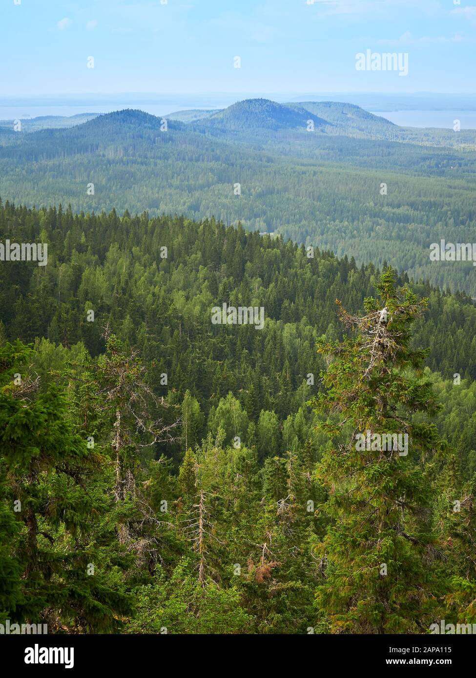 Paesaggio estivo vista dalla cima del UkkoKoli, cadde al parco nazionale di Koli, Joensuu, Finlandia, la terra dei mille laghi. Foto Stock