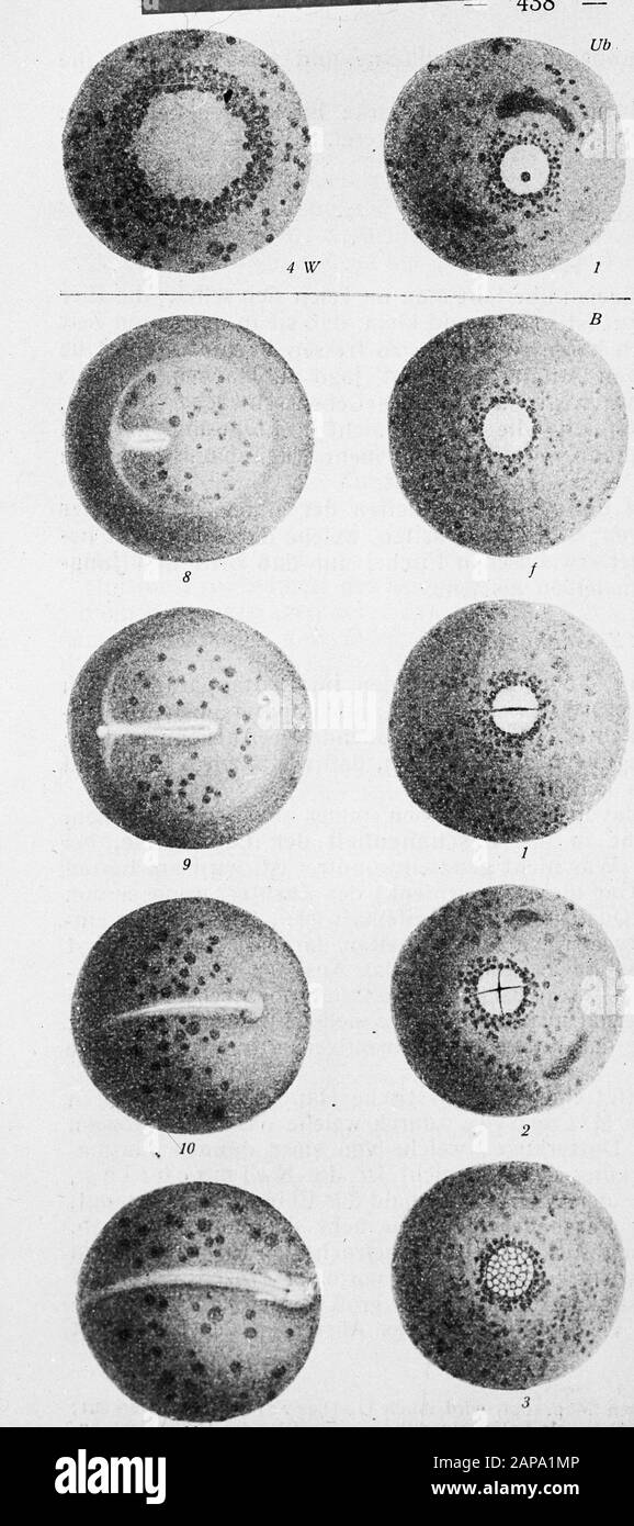 Uova fecondate e non fecondate Data: Parole Chiave non date: Pesca d'acqua dolce Foto Stock