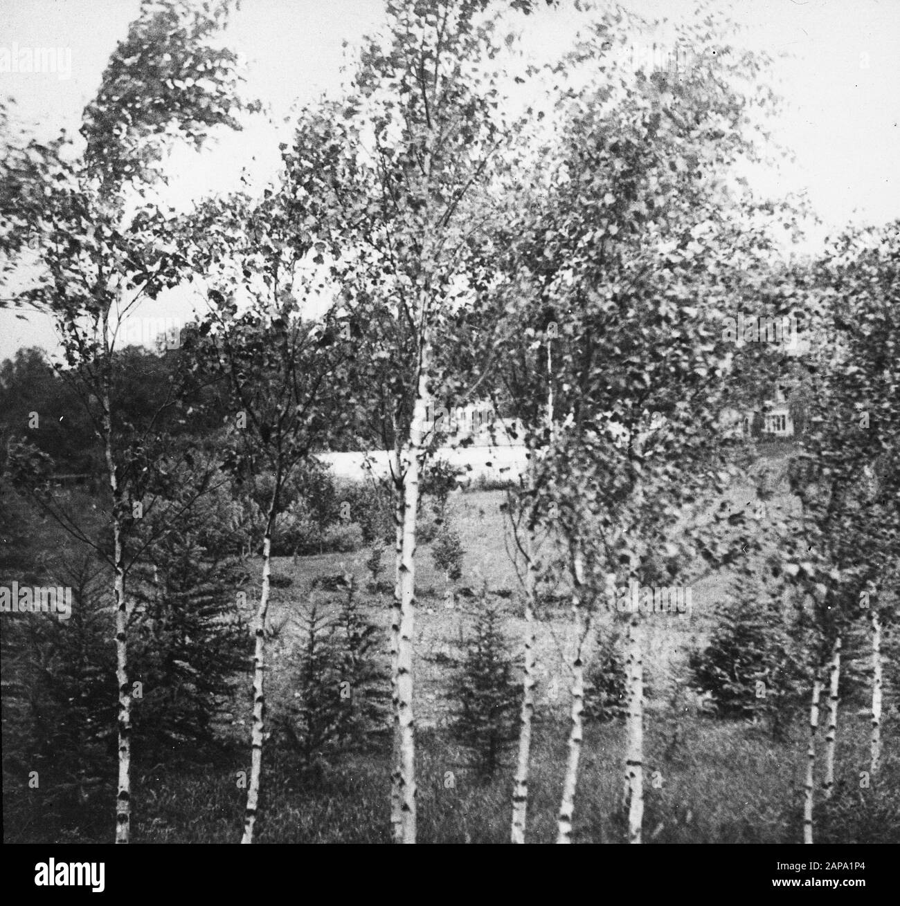 Selvicoltura, estero, clima, terra, betula pendula Data: Parole Chiave non date: Selvicoltura, estero, terra, clima Nome personale: Betula pendula Foto Stock