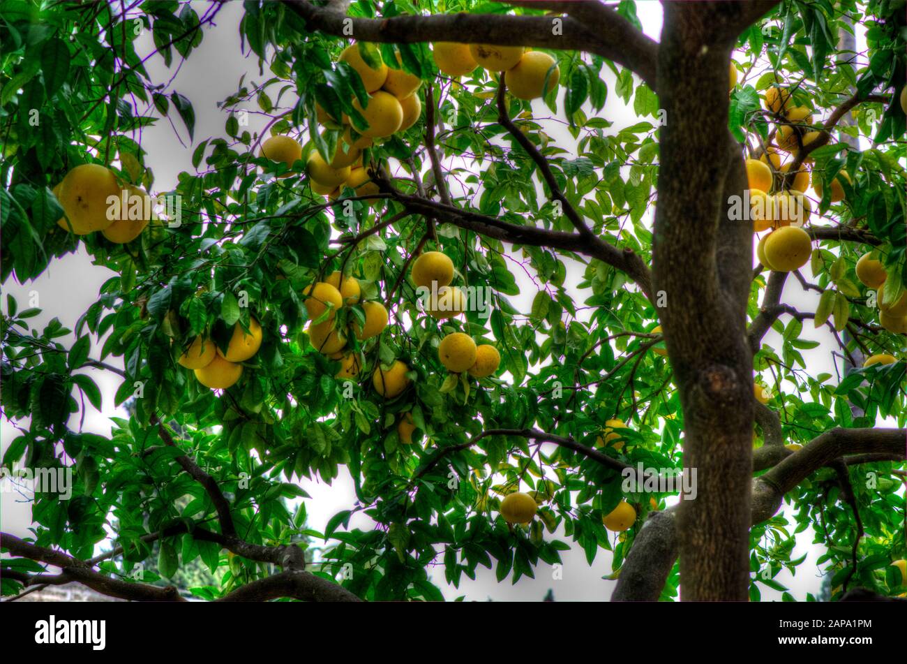 Vista dal basso di un albero Pomelo o Citrus Maxima con frutta Foto stock -  Alamy