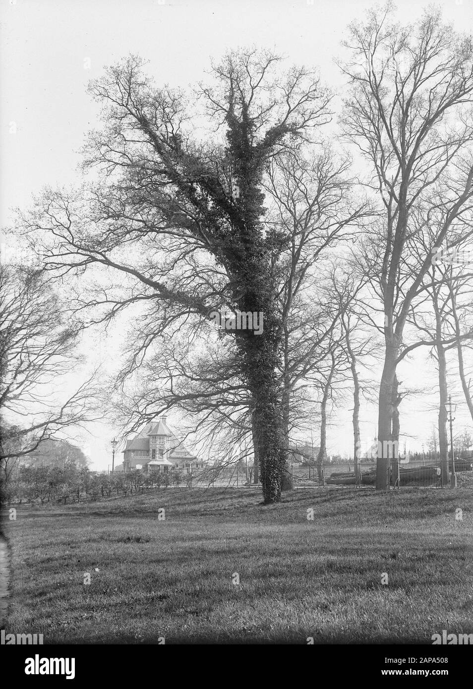 Trees, ivy Data: Undata luogo: Arnhem Parole Chiave: Trees Nome personale: Ivy Foto Stock