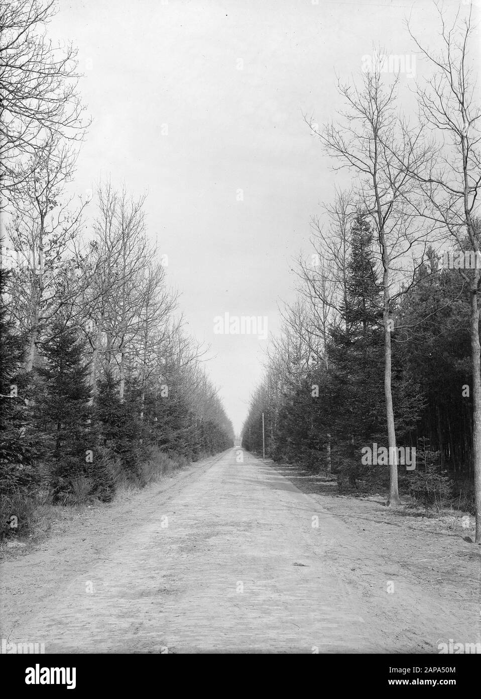 Forest Roads, rovere, abete rosso fine Data: Parole Chiave: Forest Roads, rovere, abete rosso fine Foto Stock