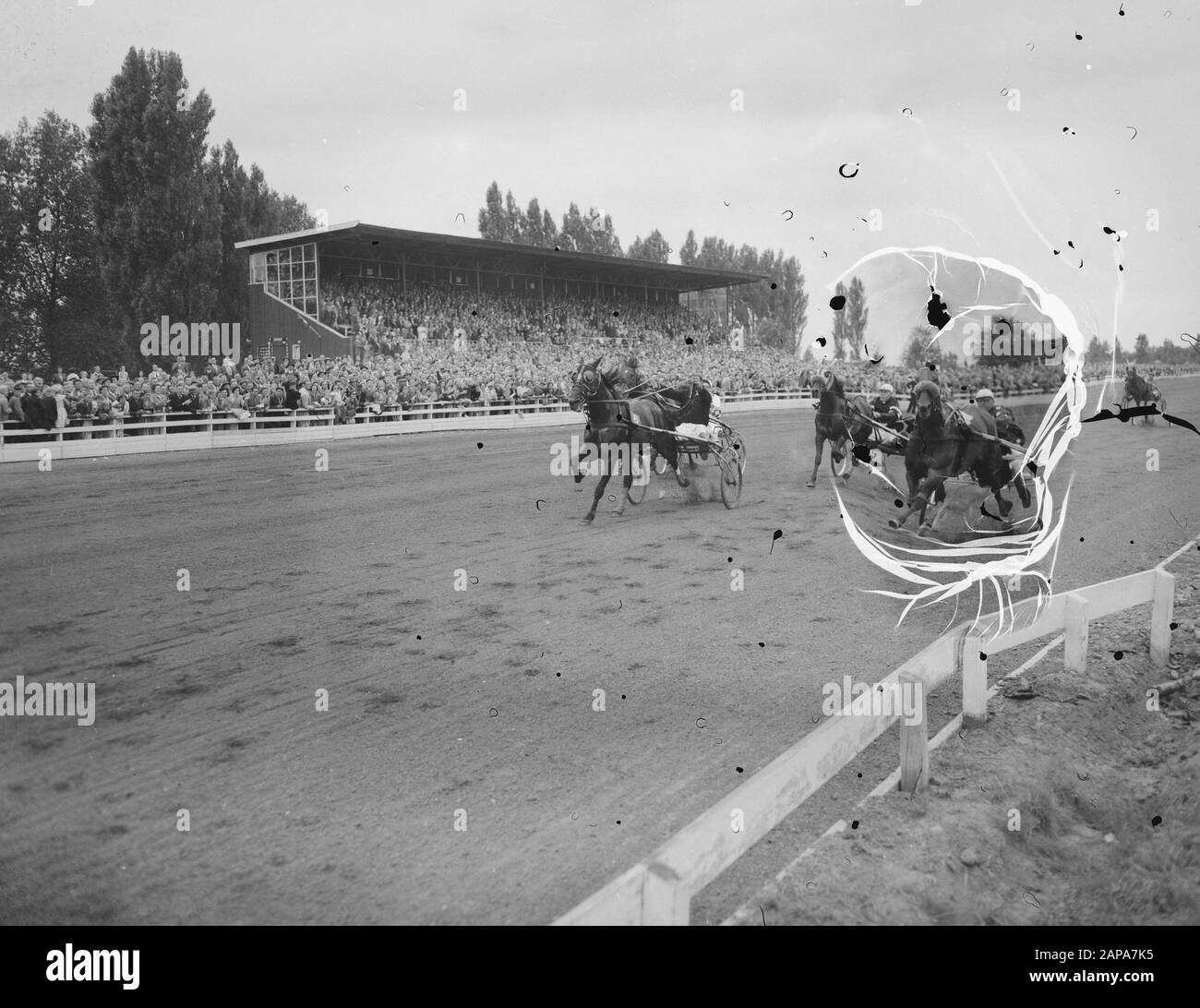 Corsi Mereveld (Golden Whip), Roland alla testa Data: 31 Luglio 1955 Parole Chiave: PASPORS RUN Foto Stock