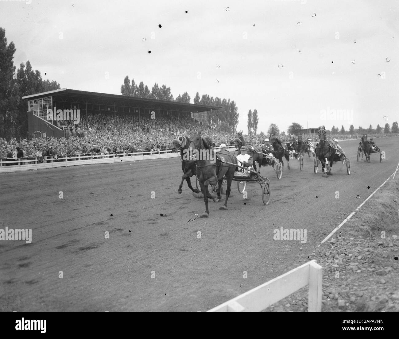 Corsi Mereveld (Golden Whip), Roland alla testa Data: 31 Luglio 1955 Parole Chiave: PASPORS RUN Foto Stock