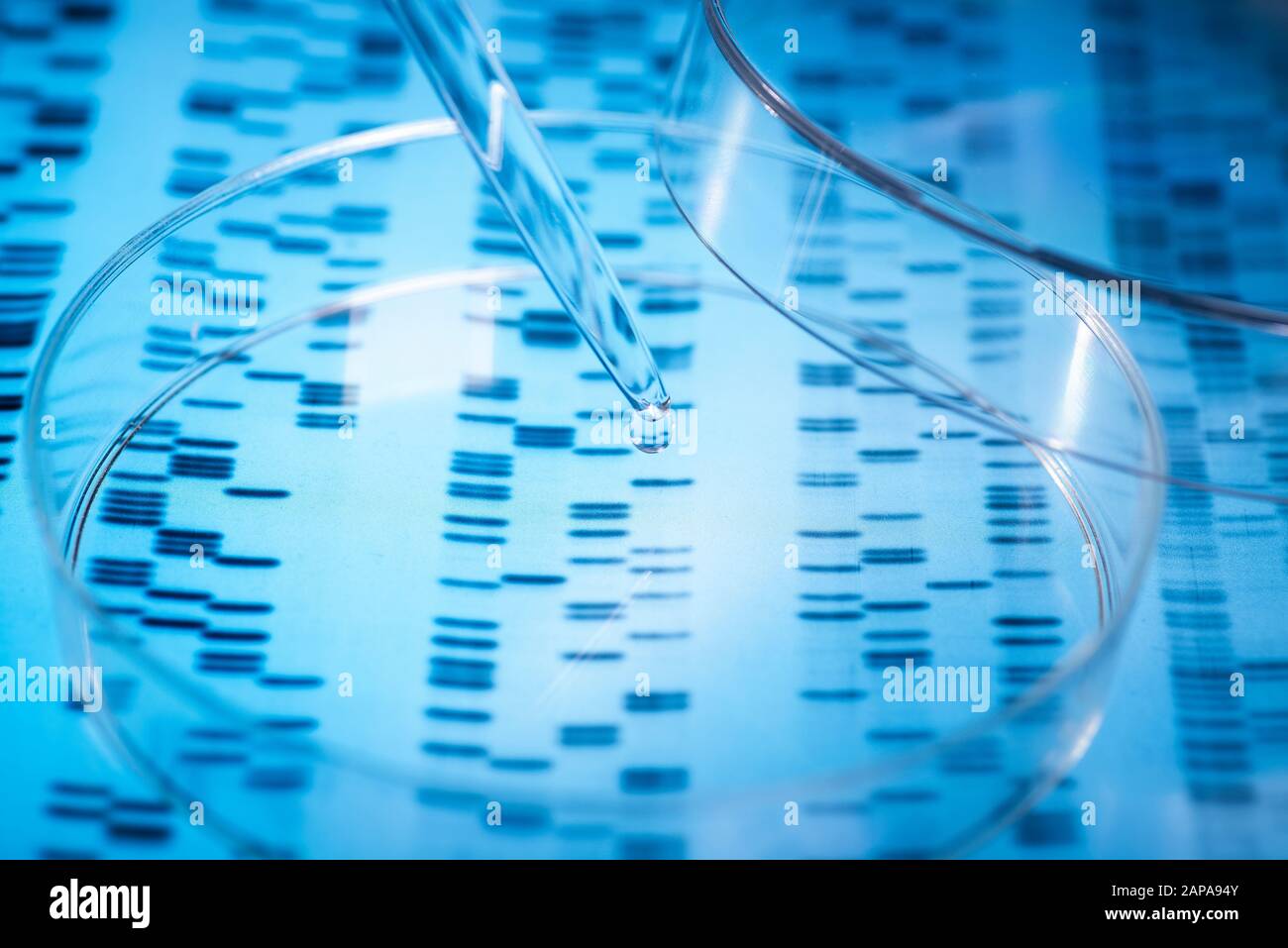 Il campione viene pipettato in una capsula di Petri su risultati genetici. Foto Stock
