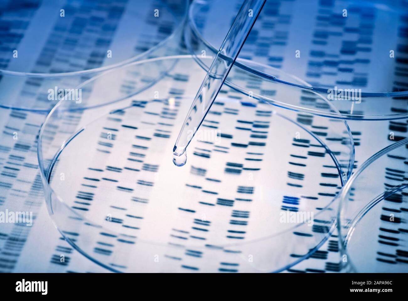 Il campione viene pipettato in una capsula di Petri su risultati genetici. Foto Stock