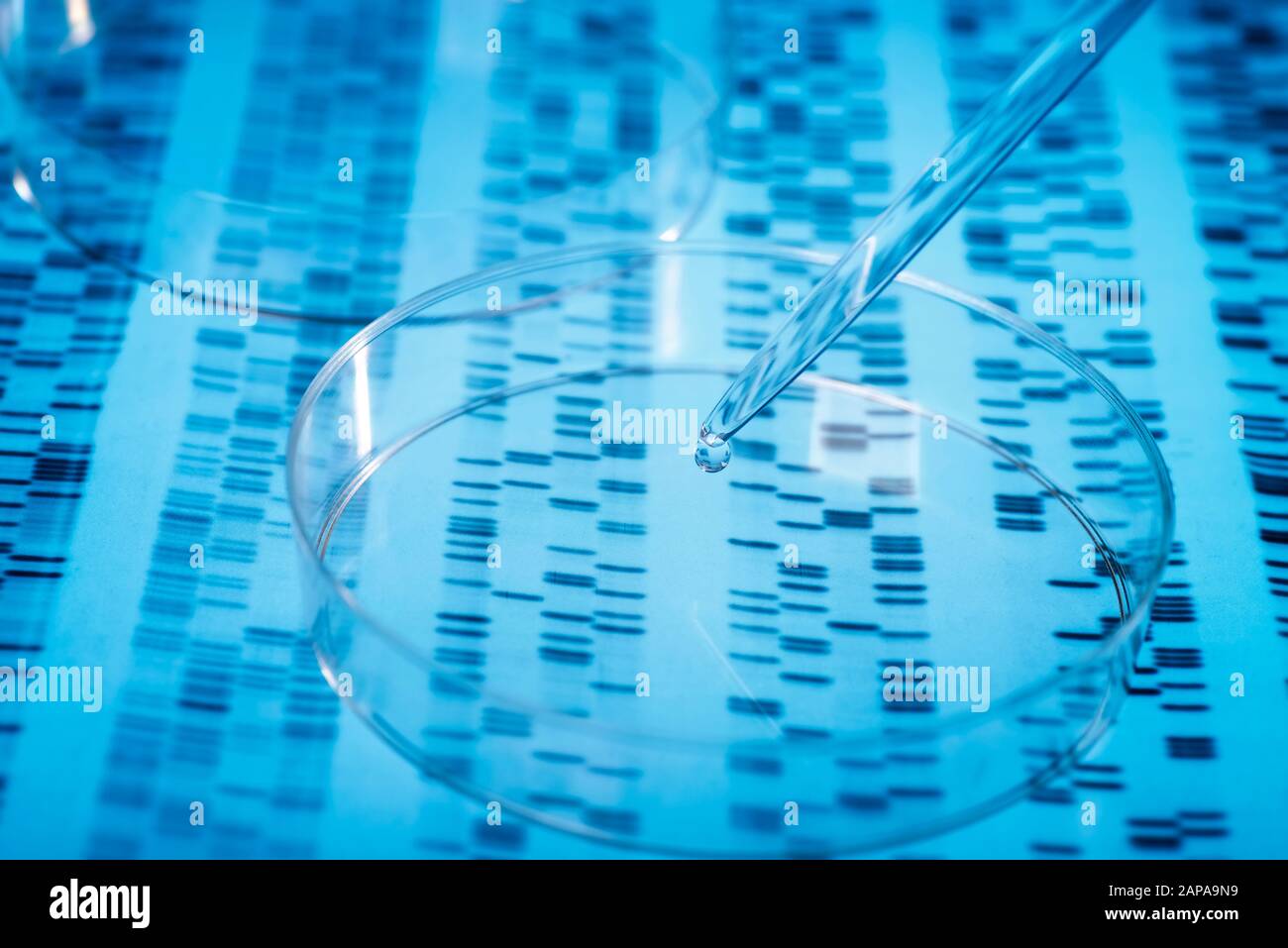 Il campione viene pipettato in una capsula di Petri su risultati genetici. Foto Stock