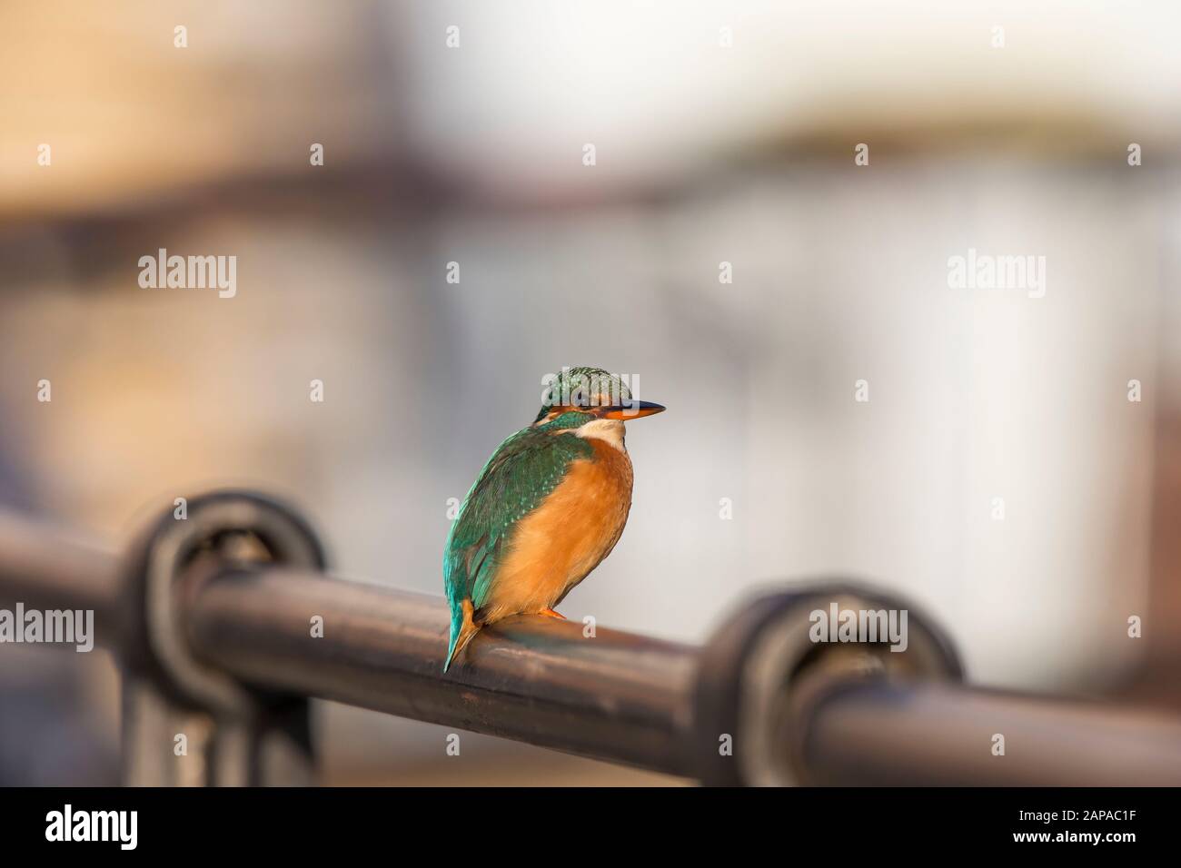 Primo piano di Martin fisher femmina del Regno Unito uccello (Alcedo atthis) isolato su ringhiere urbane all'aperto in inverno sole, guardando in su. Uccello Martin pescatore britannico selvaggio. Foto Stock