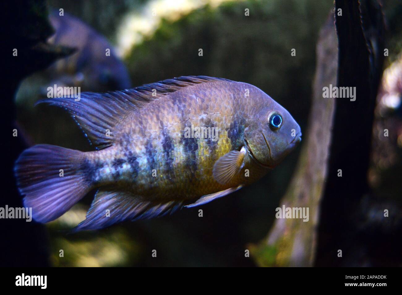Splendidi pesci tropicali in un acquario Foto Stock
