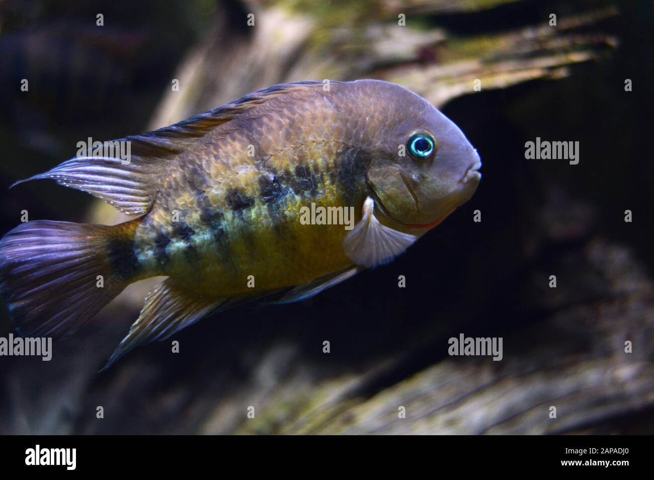 Splendidi pesci tropicali in un acquario Foto Stock