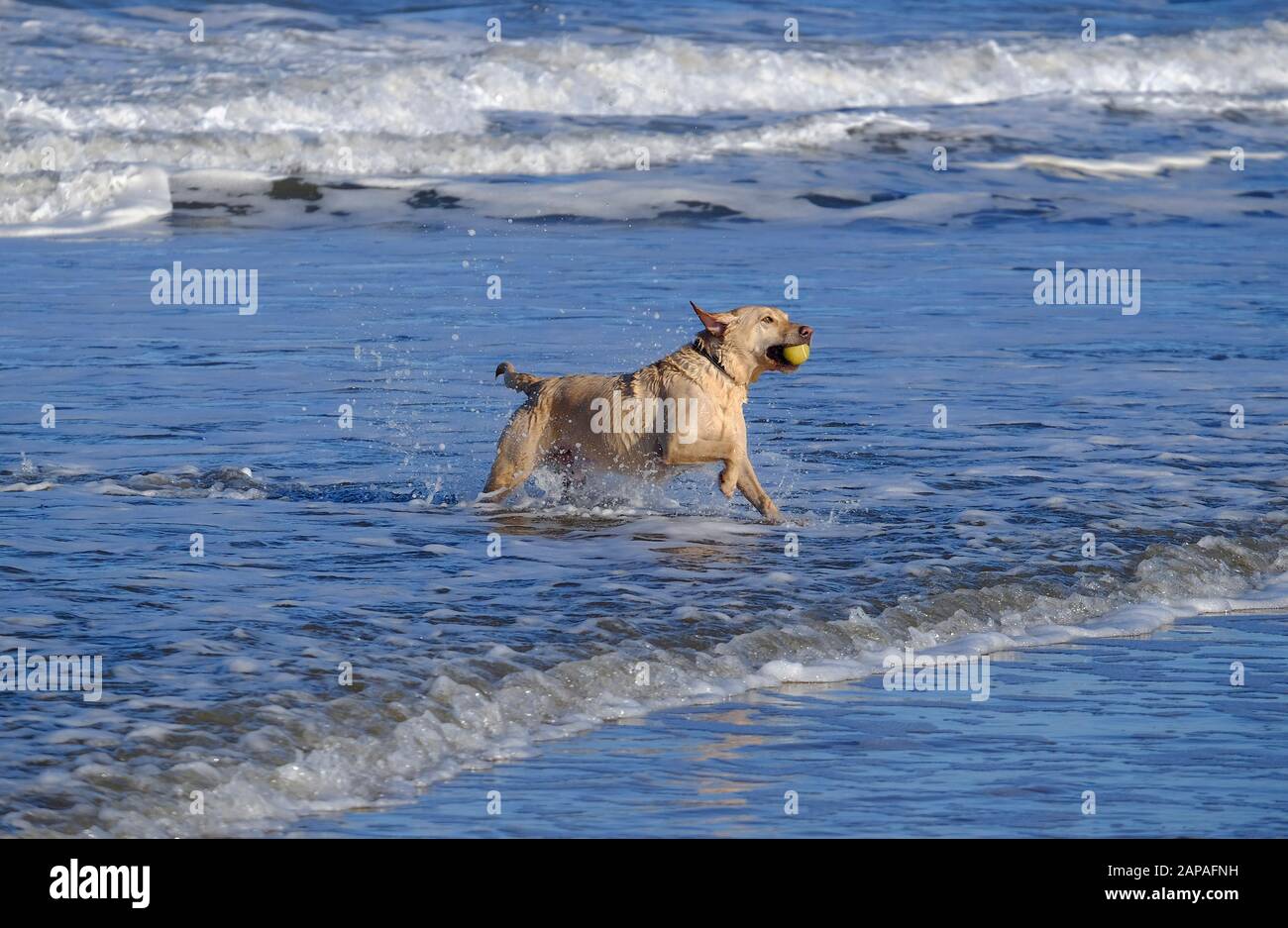 labrador cane che corre in mare portando palla in bocca, holkham spiaggia, norfolk nord, inghilterra Foto Stock