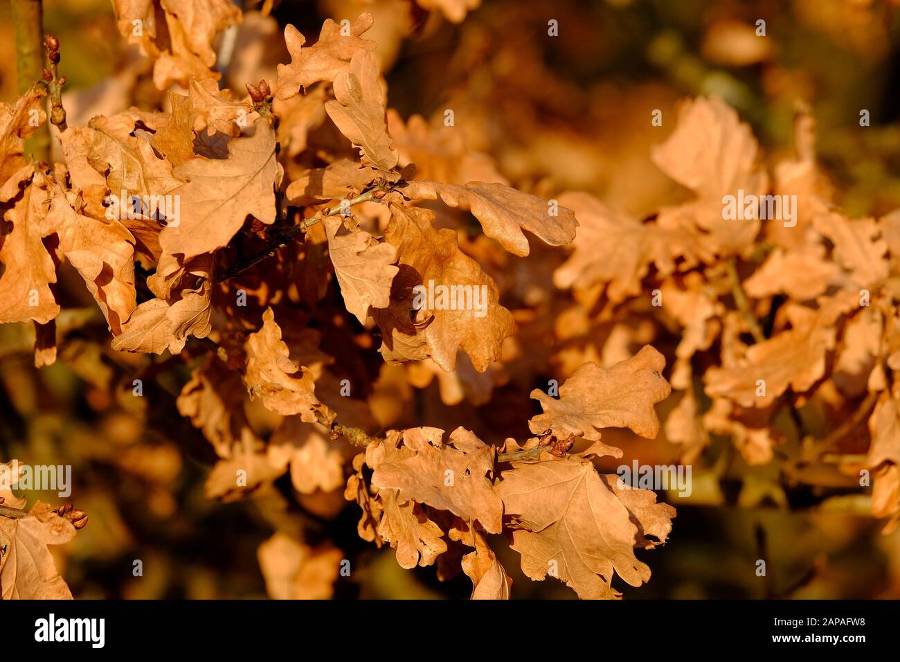 foglie di quercia invernale marrone su albero, norfolk, inghilterra Foto Stock