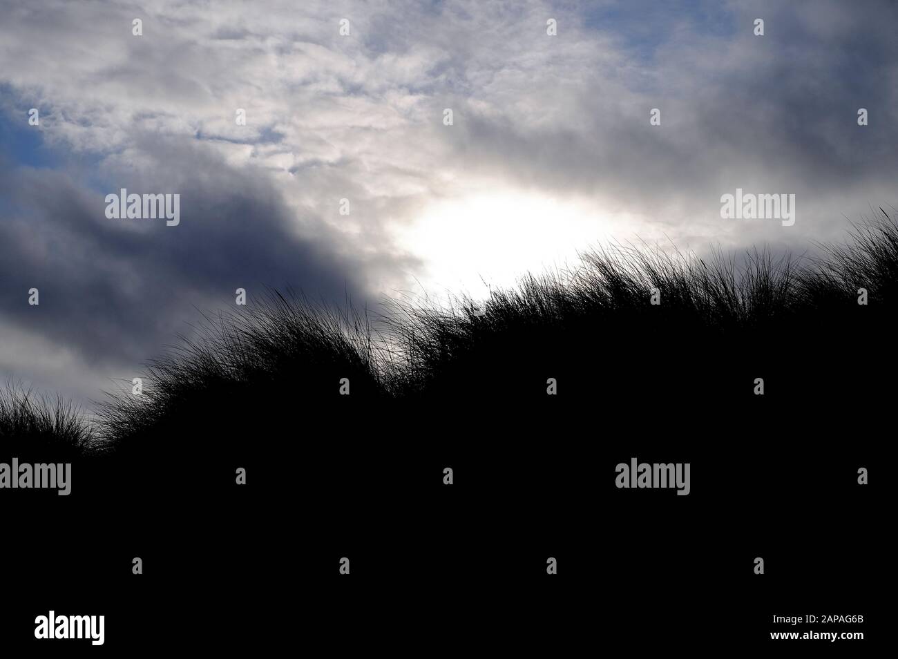 l'erba di marram si staglia con cielo nuvoloso sullo sfondo, pozzi-next-the-sea, norfolk nord, inghilterra Foto Stock