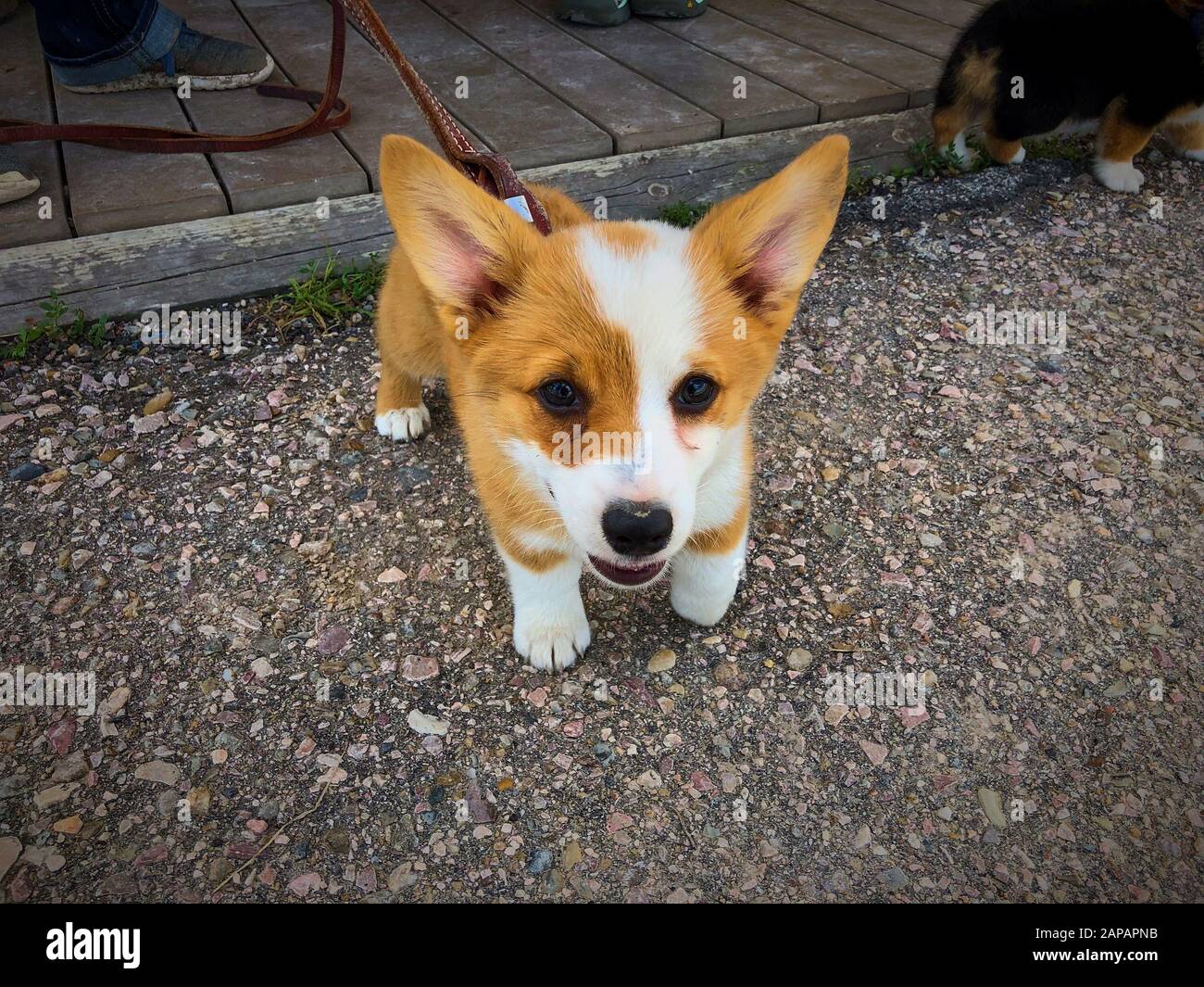 Adorabile cucciolo di Corgi che guarda in macchina fotografica. Foto Stock