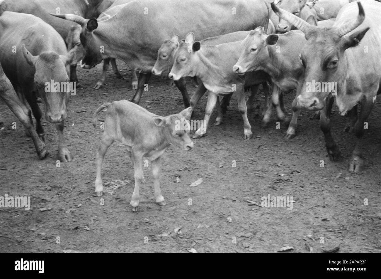 Animali, mucche, vitelli Data: Parole Chiave dense: Animali Nome personale: Vitelli, mucche Foto Stock