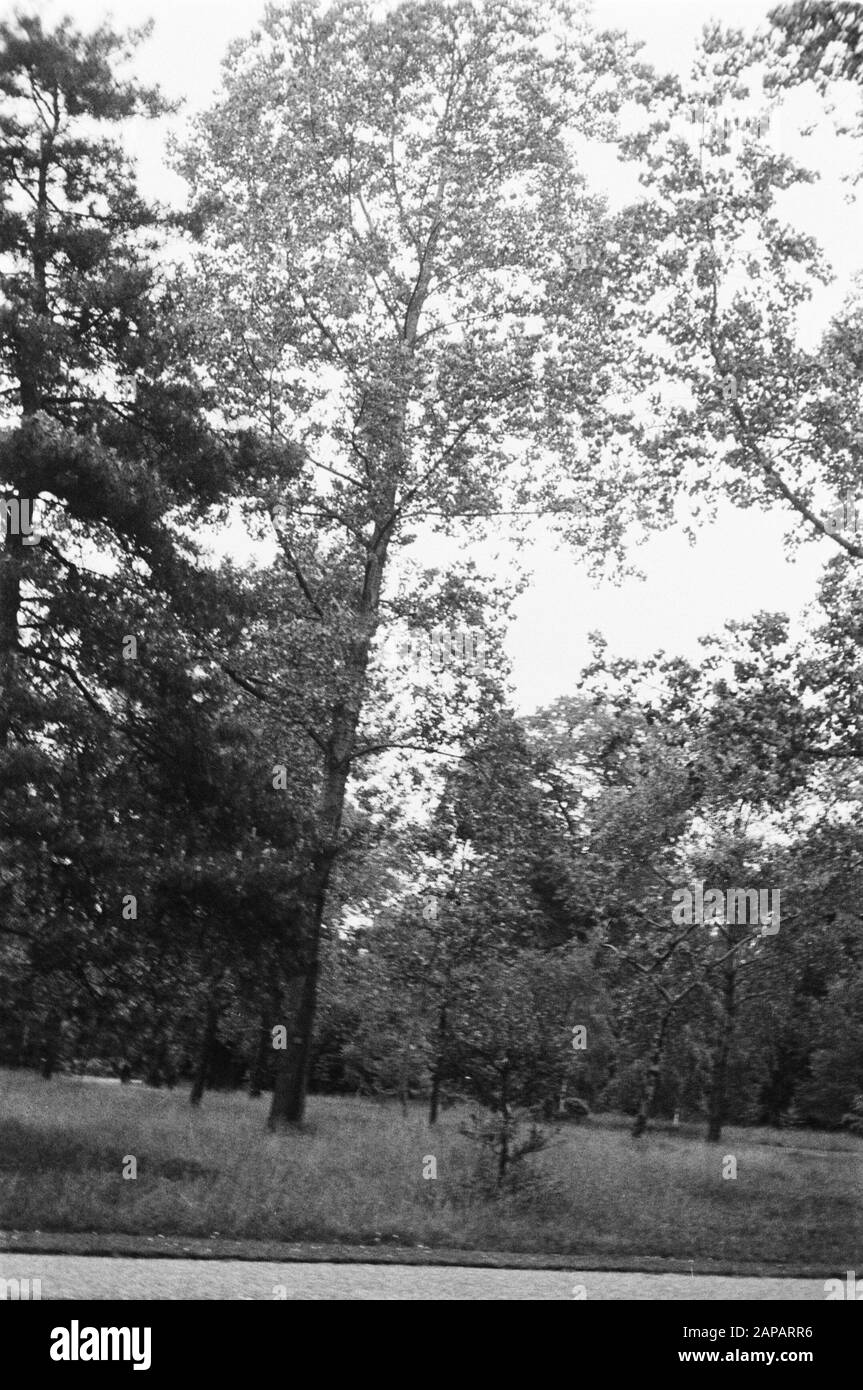 30 anni Annotazione: Parola chiave originale Eugenü Data: Giugno 1935 Località: Kew Gardens, Londra Parole Chiave: Pioppi e salici Foto Stock