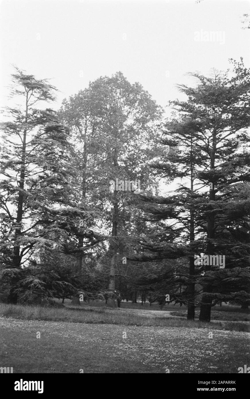 30 anni Annotazione: Parola chiave originale Eugenü Data: Giugno 1935 Località: Kew Gardens, Londra Parole Chiave: Pioppi e salici Foto Stock