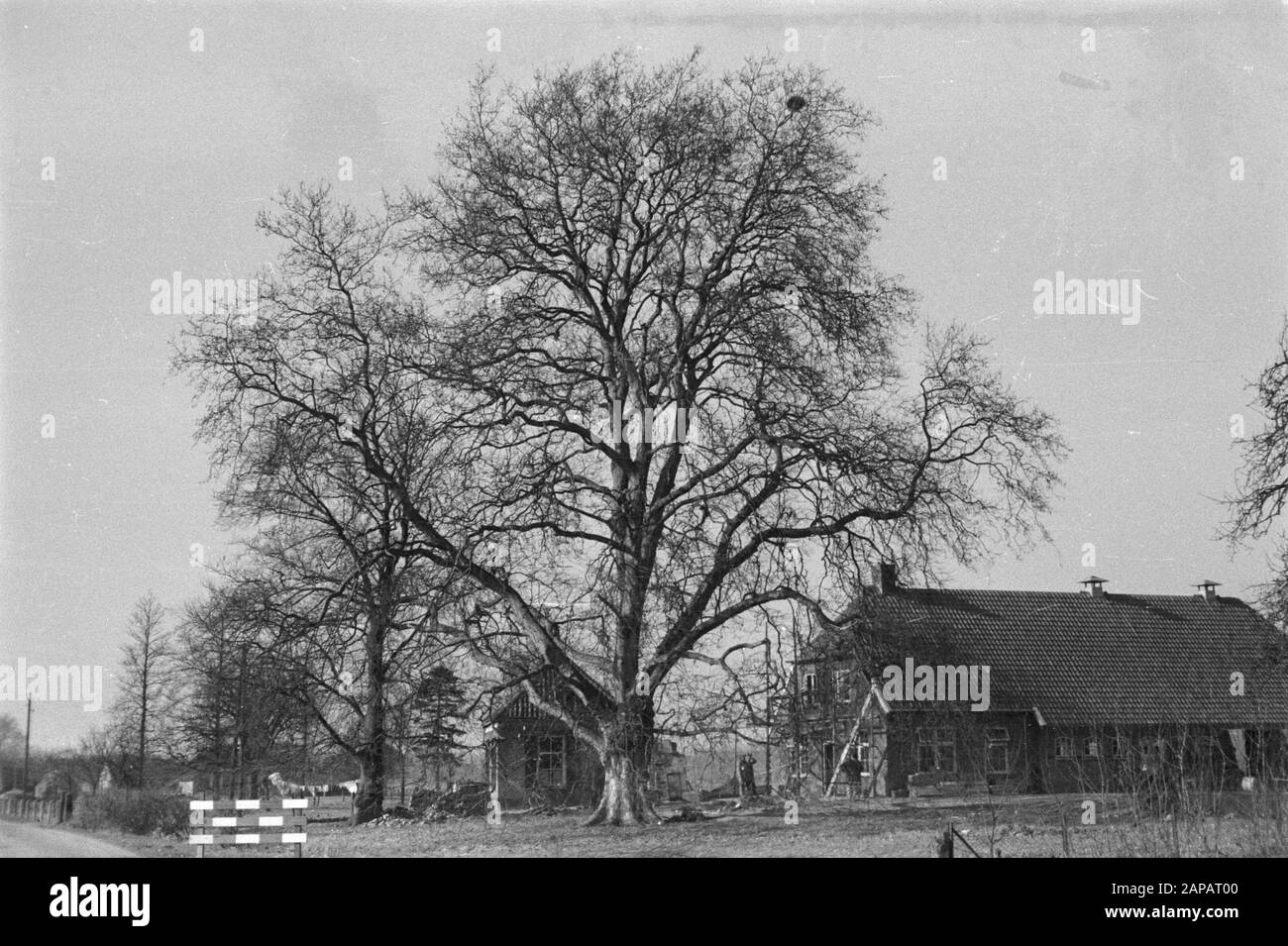 Fattoria a Raalte. Foto alla fine del 40s. Oggi la fattoria Zwervel è ospitato qui. Date: Unundated Location: Raalte, Wijhe Keywords: Fattorie, alberi caducidi, platani Foto Stock