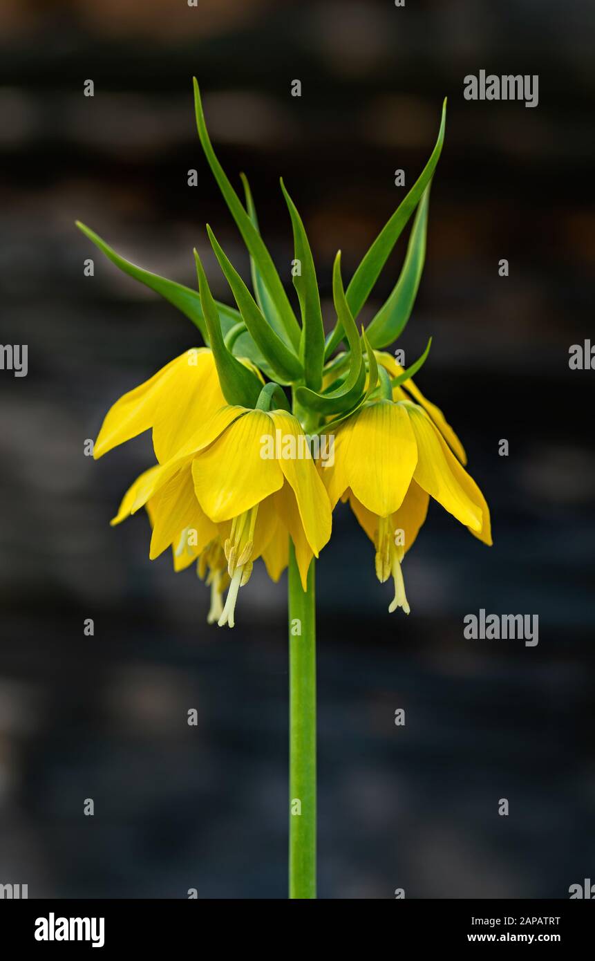 Giallo Fritillaria imperialis in giardino su sfondo scuro. Pianta perenne singola. Primo piano. Foto Stock
