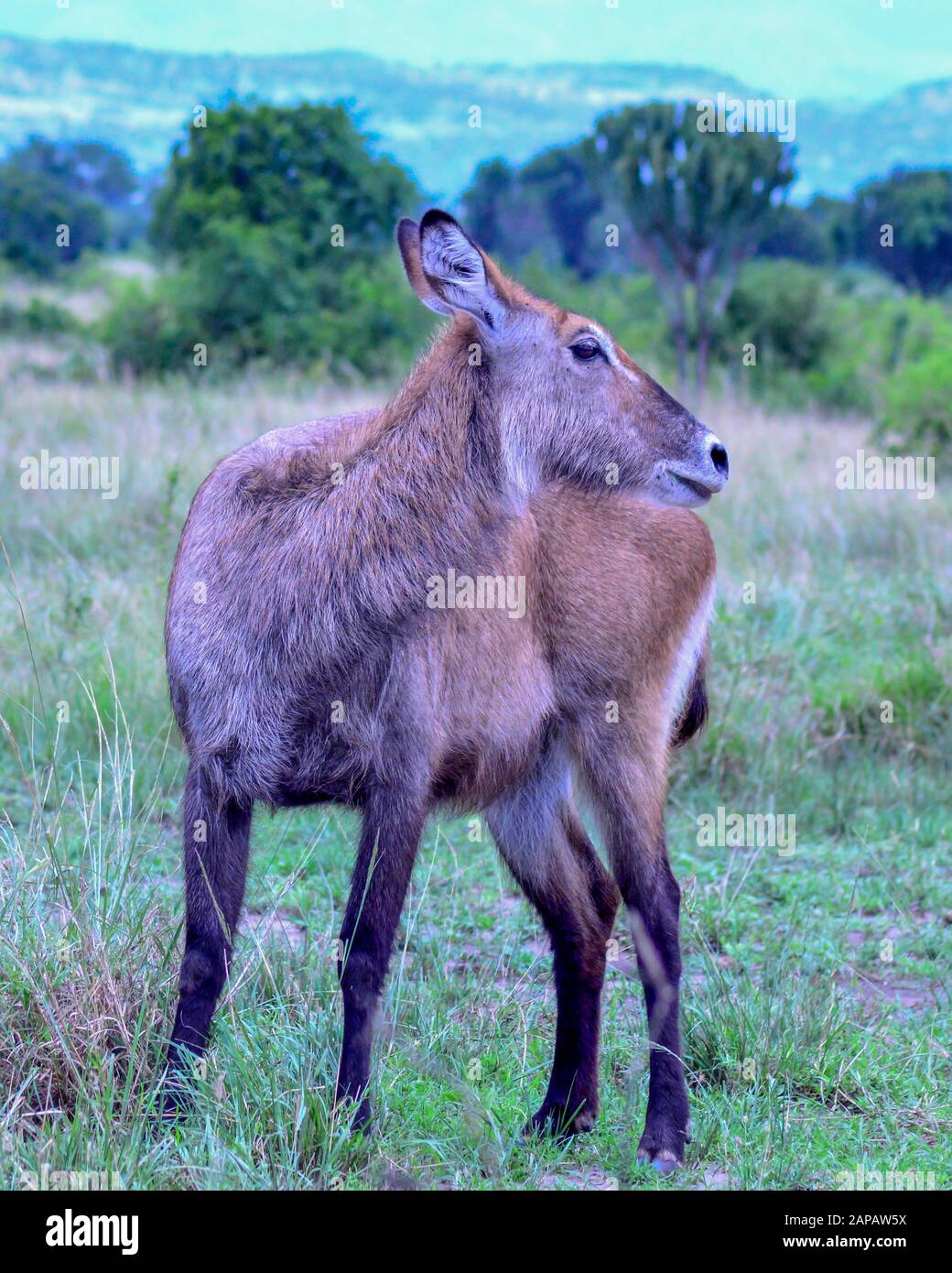 Waterbuck con testa si è trasformato in posizione nel Settore Mweya, Queen Elizabeth National Park in Uganda occidentale Foto Stock