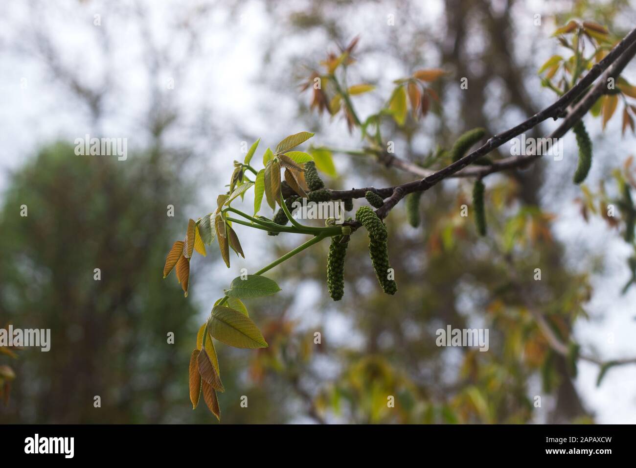 Rami di una noce fiorente in un parco cittadino. Foto Stock