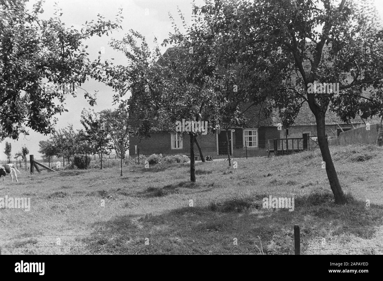Punti fissi Culturtechnische dienst Descrizione: Fattoria vicino Echteld (divisione fondiaria Echteld-Lienden) Annotazioni: E-73. Parole chiave: Consolidamento del terreno, regolazione dell'acqua del terreno Foto Stock Punti fissi Culturtechnische dienst Descrizione: Fattoria vicino Echteld (divisione fondiaria Echteld-Lienden) Annotazioni: E-73. Parole chiave: Consolidamento del terreno, regolazione dell'acqua del terreno Foto Stock