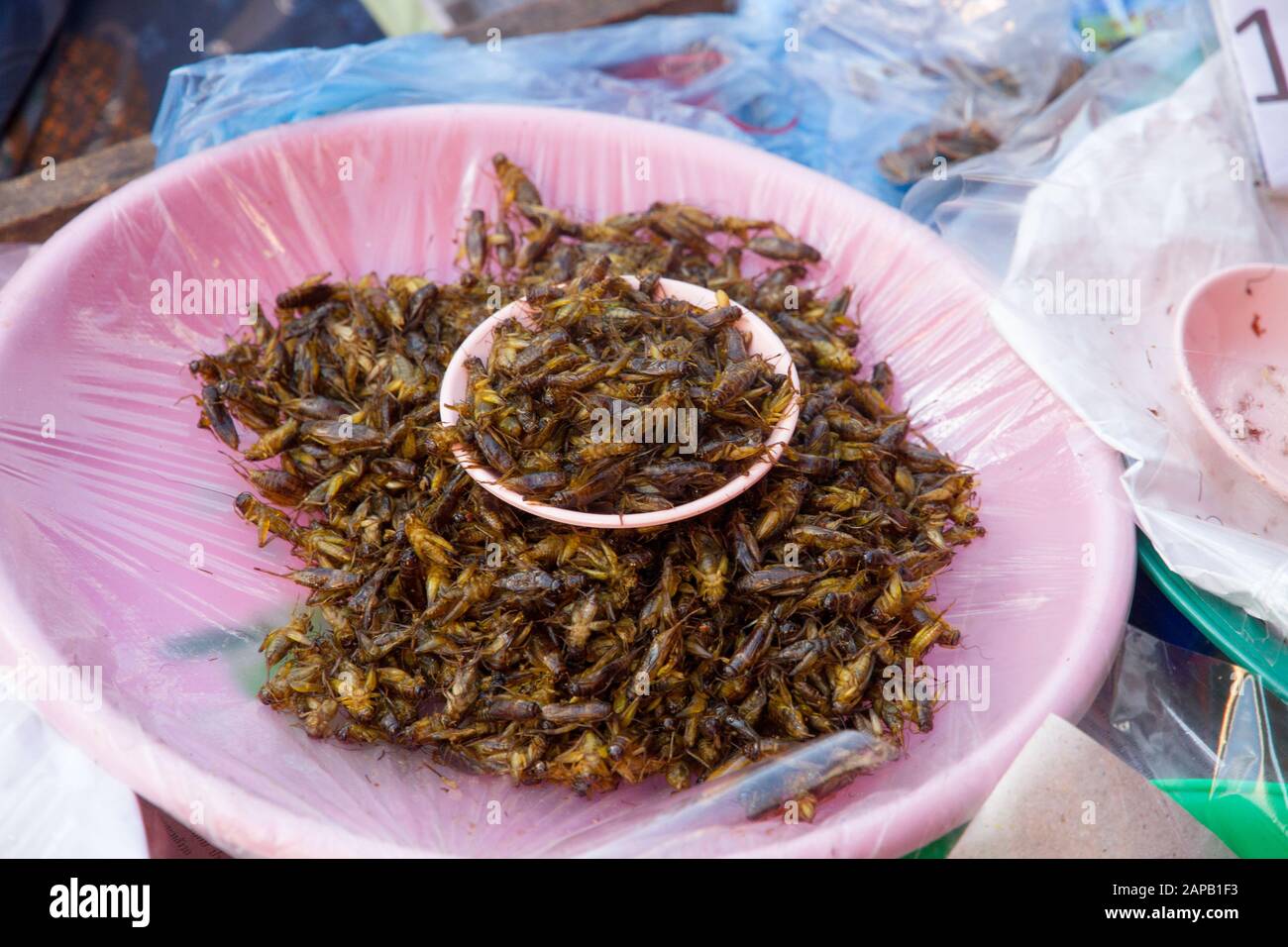 Insetti dryed cibo in vendita stallo nel mercato Thailandia Chiang mai città Foto Stock