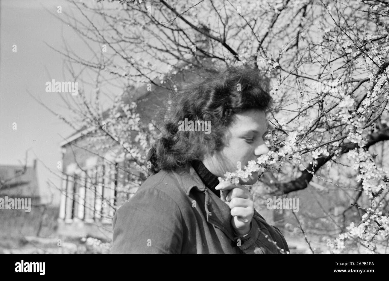 Fiore Plum Tree a Kapelle in Zelanda Data: 8 aprile 1958 Ubicazione: Kapelle, Zelanda Foto Stock