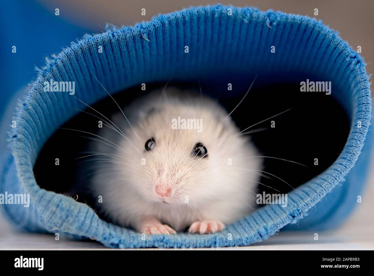 Hamster in blu maglione manicotto. Close up Foto Stock