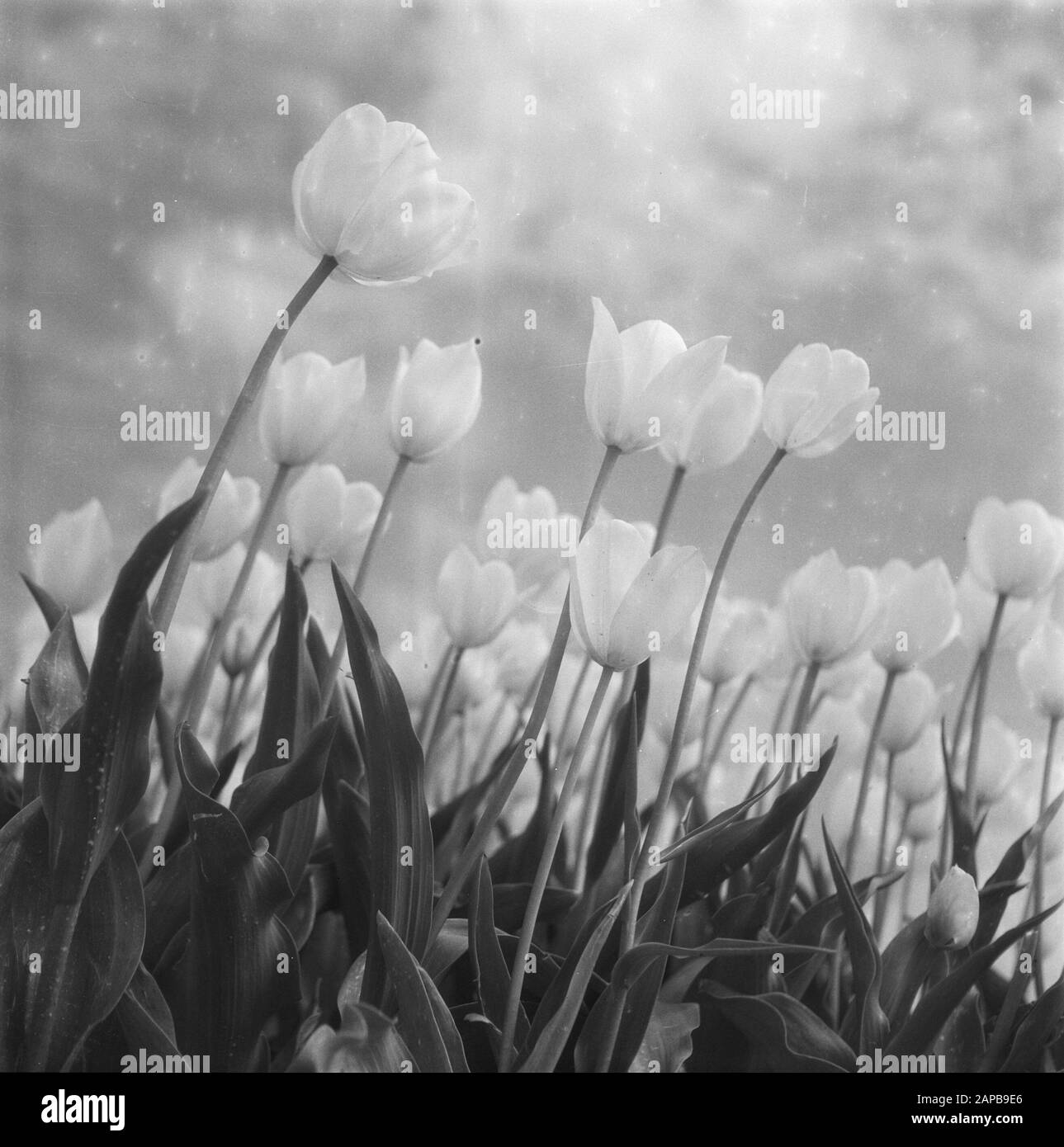 Campi lampadina (tulipani) Data: 6 maggio 1946 Parole Chiave: Bob CAMPI Nome personale: Tulipani Foto Stock