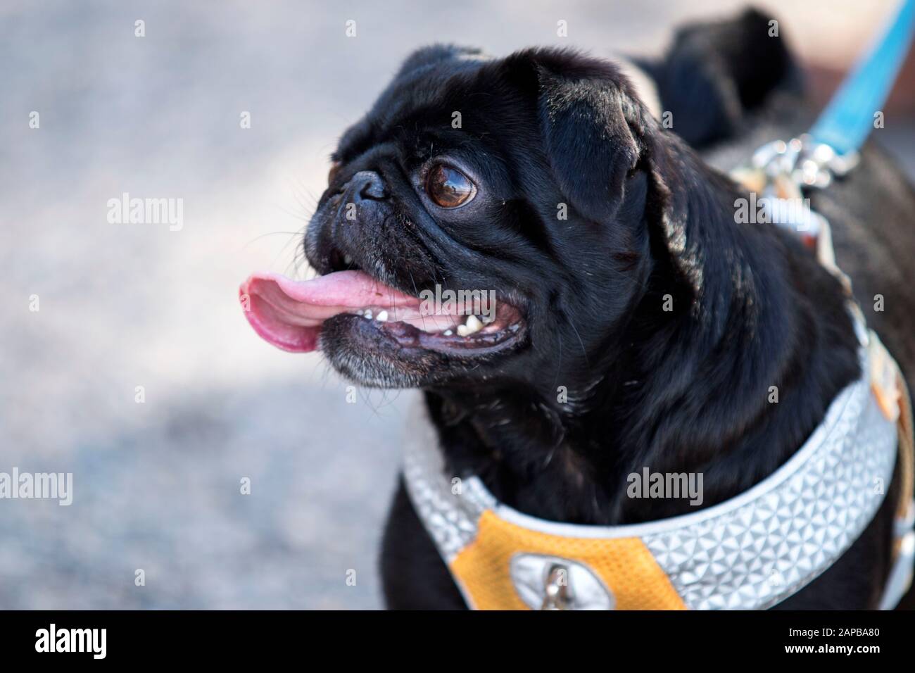 Un pug nero attacca la sua lunga lingua rosa Foto Stock