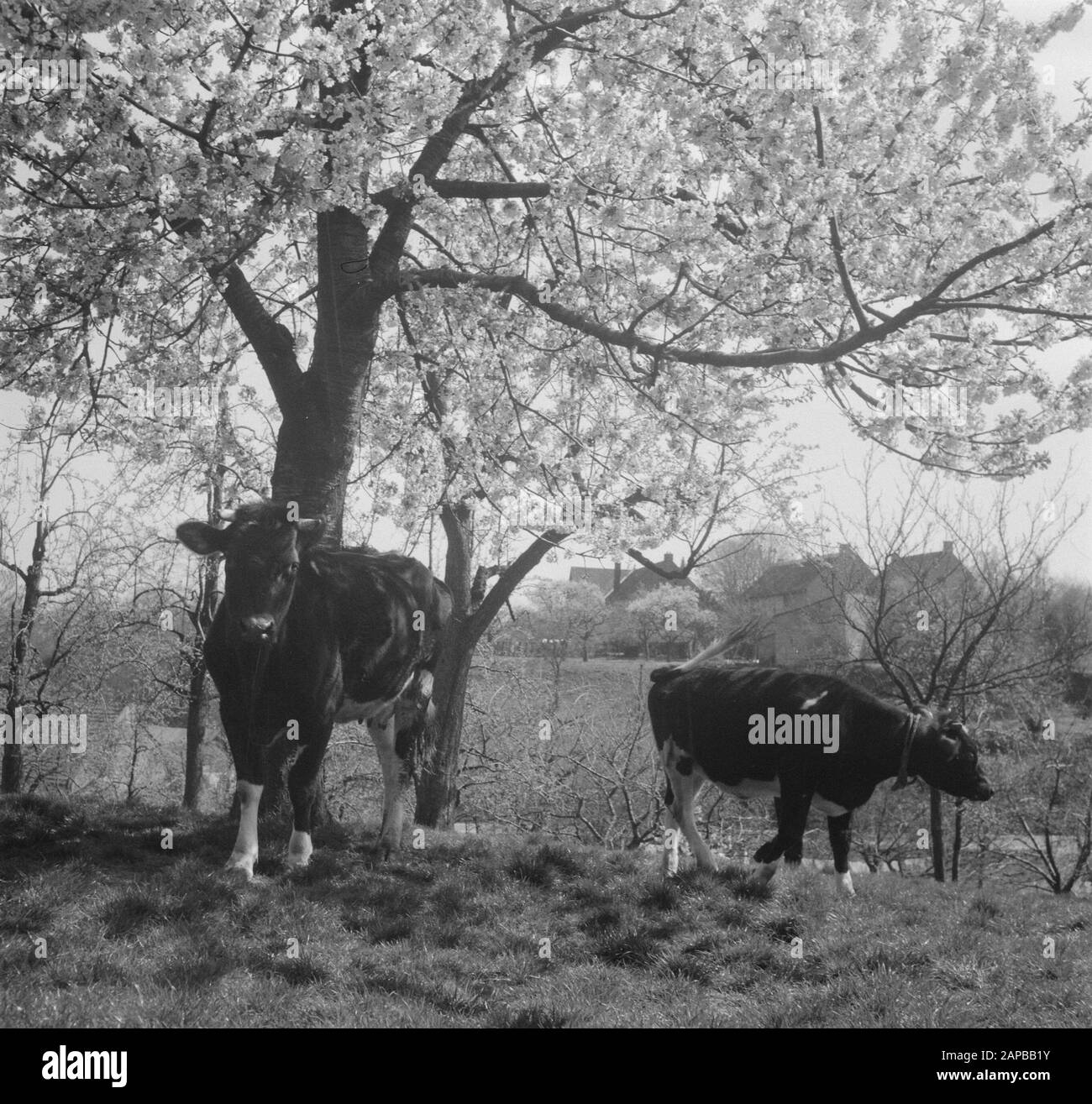 Fiore a Zuid-Limburg a Valkenburg Data: 24 aprile 1951 luogo: Valkenburg, Limburgo meridionale Parole Chiave: Bloesem Foto Stock