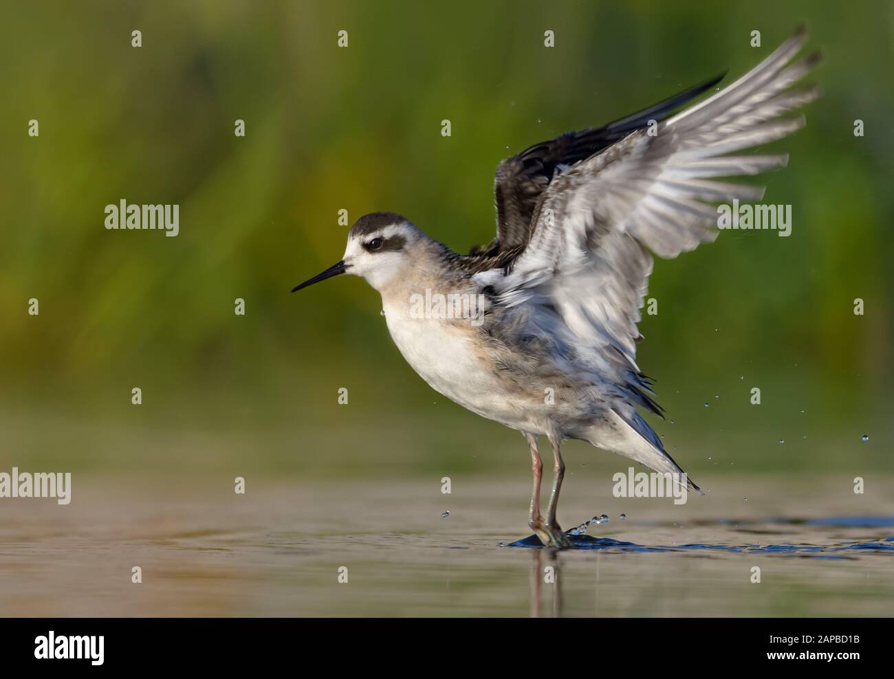 Giovane phalarope a collo rosso vola via dalla superficie dell'acqua in serata estiva con ali sollevate e stirate Foto Stock