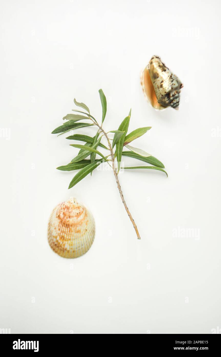 Orario estivo concetto con conchiglie di mare e belle olive branch su sfondo bianco. Foto Stock