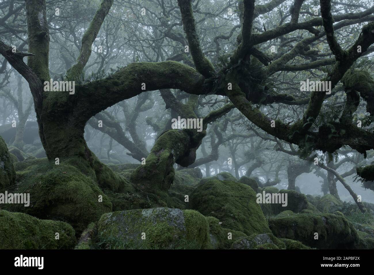 Misty Day al Wistmans Wood Dartmoor National Park uk Foto Stock