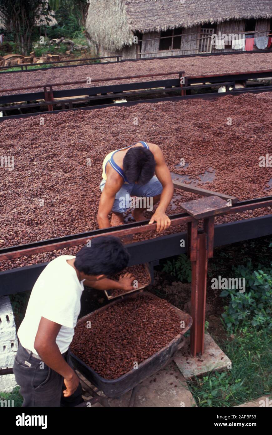 Bolivia essiccazione cacao fagioli, Sapecho, Alto Beni foto di Sean Sprague Foto Stock