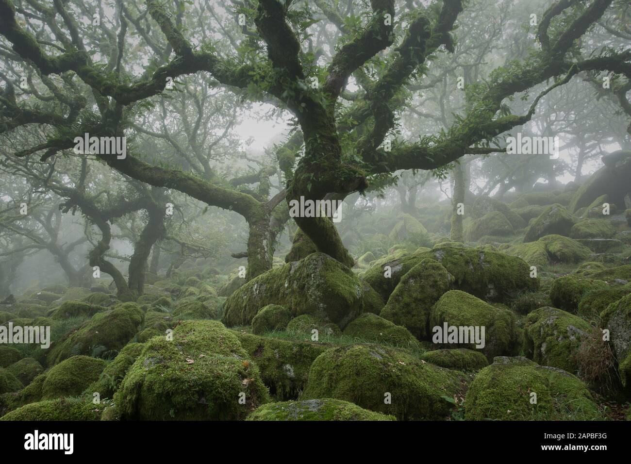 Misty Day al Wistmans Wood Dartmoor National Park uk Foto Stock
