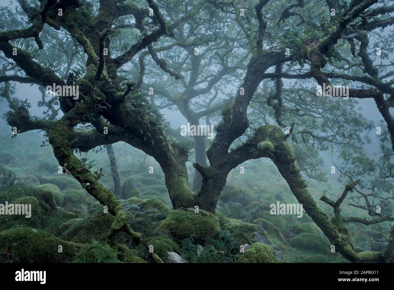 Misty Day al Wistmans Wood Dartmoor National Park uk Foto Stock