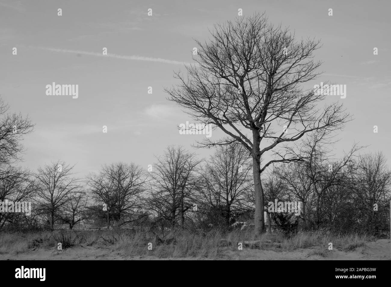 Inverno Foliage a Milford CT Foto Stock