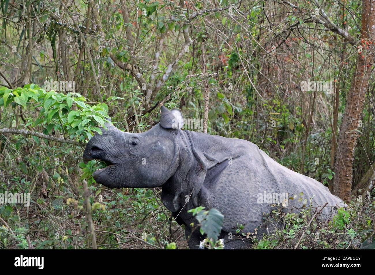 Un rinoceronte nel Parco Nazionale di Chitwan in Nepal mangia foglie Foto Stock