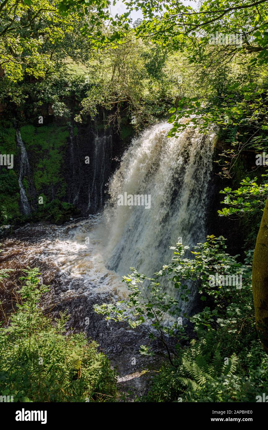 Aysgill Force, Yorkshire Dales National Park Foto Stock