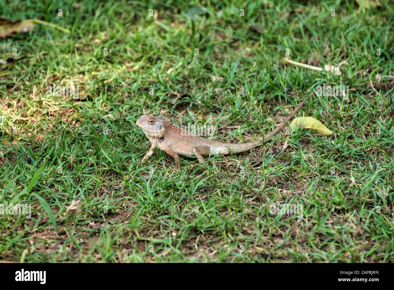 Giardino orientale lizard (Calotes versicolor) a Kanchanaburi, Thailandia. Si tratta di una lucertola agamidica ampiamente diffusa in Indomalaya Foto Stock
