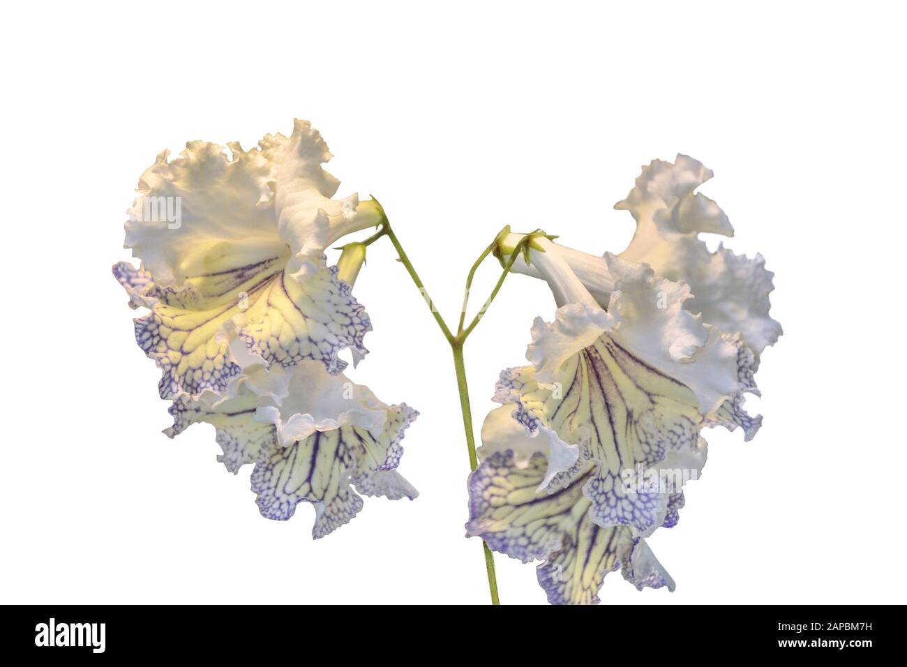 Incredibile bianco-giallo streptocarpus fiori vicino su sfondo bianco isolato. Eleganti fiori delicati con bordi goffrati di petali e stri viola Foto Stock