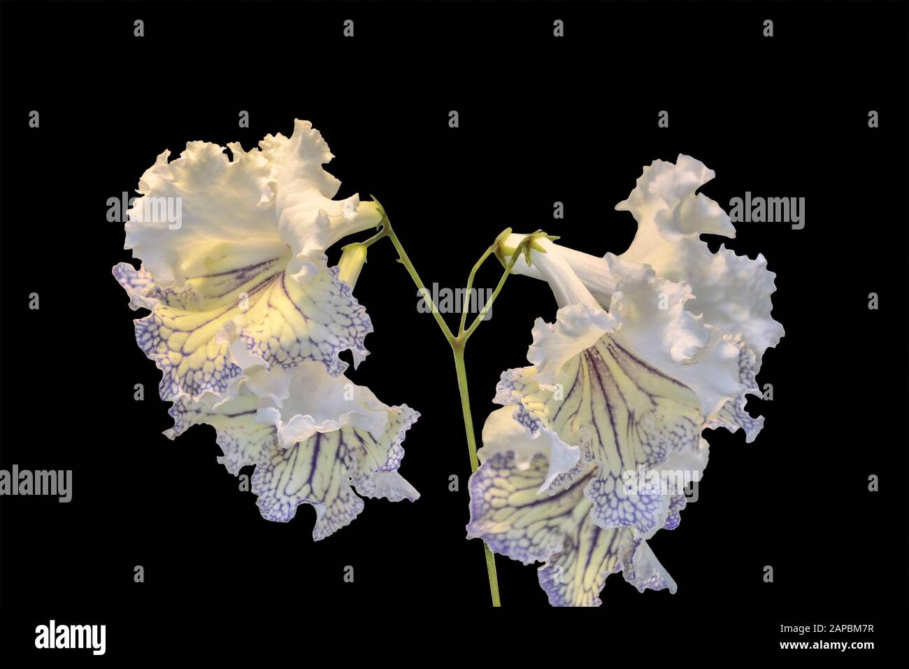 Incredibile bianco-giallo streptocarpus fiori vicino su sfondo nero isolato. Eleganti fiori delicati con bordi goffrati di petali e stri viola Foto Stock