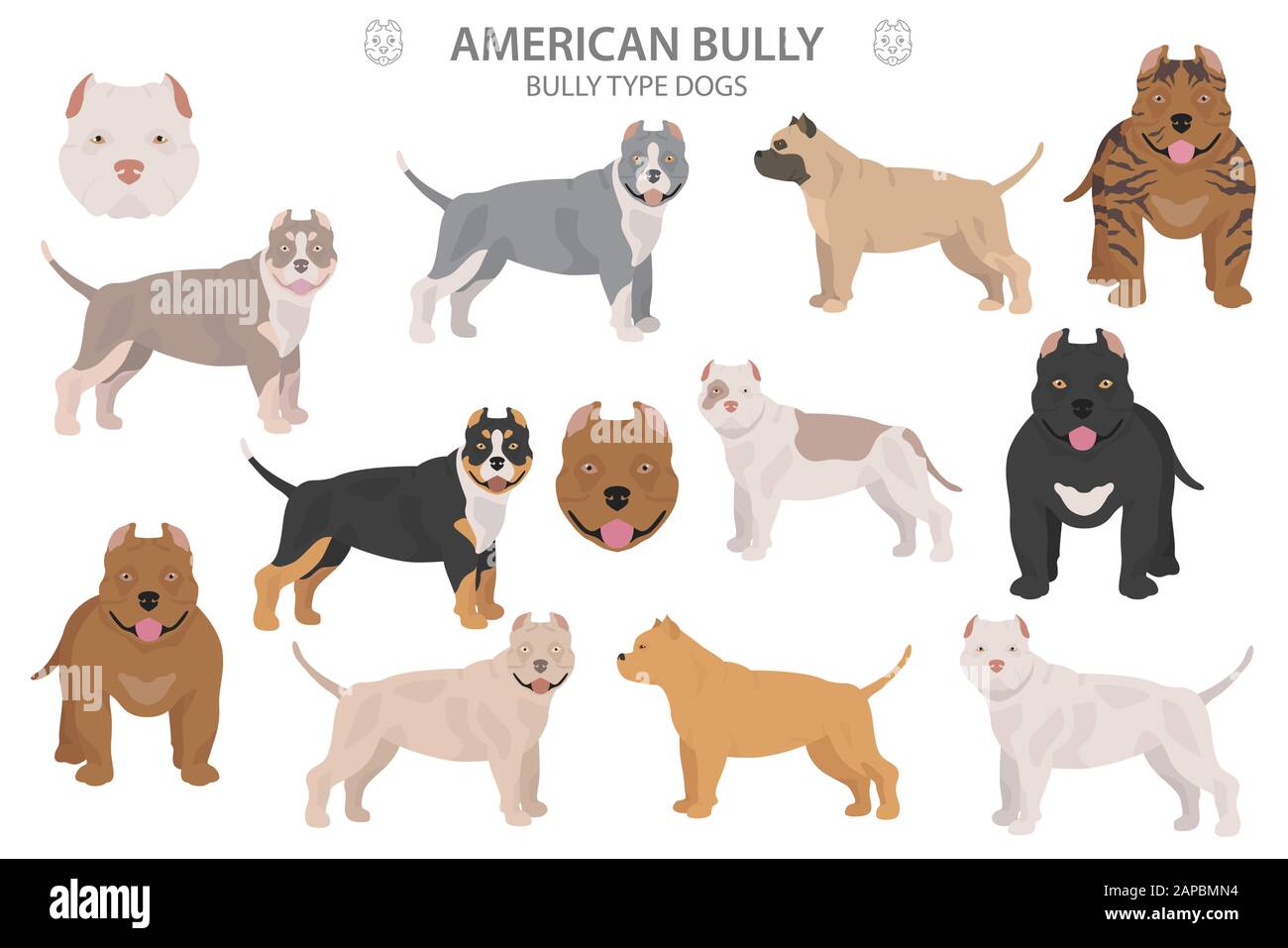 Cani tipo Pit bull. Bully americano. Diverse varietà di cappotto colore bully cani set. Illustrazione del vettore Illustrazione Vettoriale