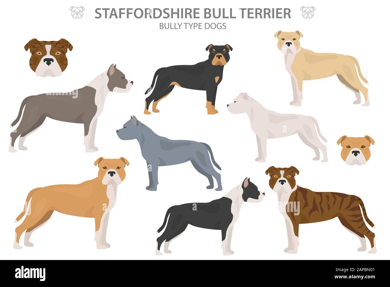 Cani tipo Pit bull. Staffordshire bull terrier. Diverse varietà di cappotto colore bully cani set. Illustrazione del vettore Illustrazione Vettoriale