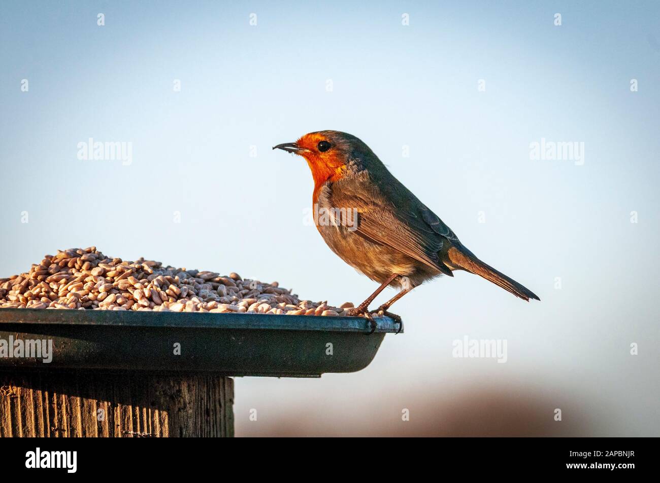 Uccello da giardino un robbin che alimenta ad un birdtable. Foto Stock