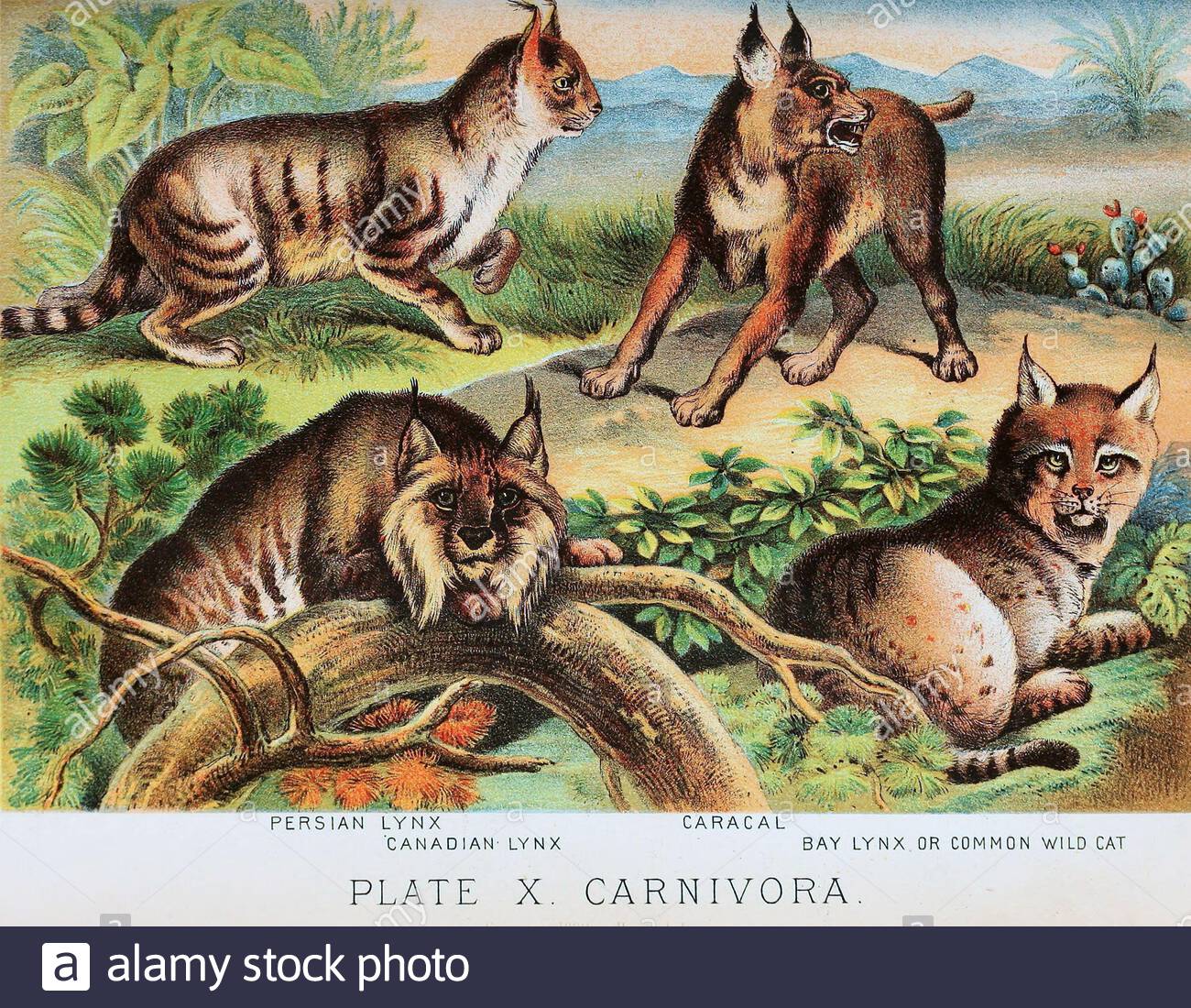 Persian Lynx, Canadian Lynx, Caracal, Bay Lynx o Common Wild Cat, litografia a colori vintage illustrazione dal 1880 Foto Stock
